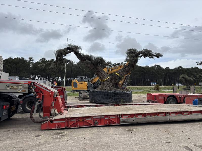 Transport d'un olivier de 11 tonnes et mise en place sur le Bassin d'Arcachon
