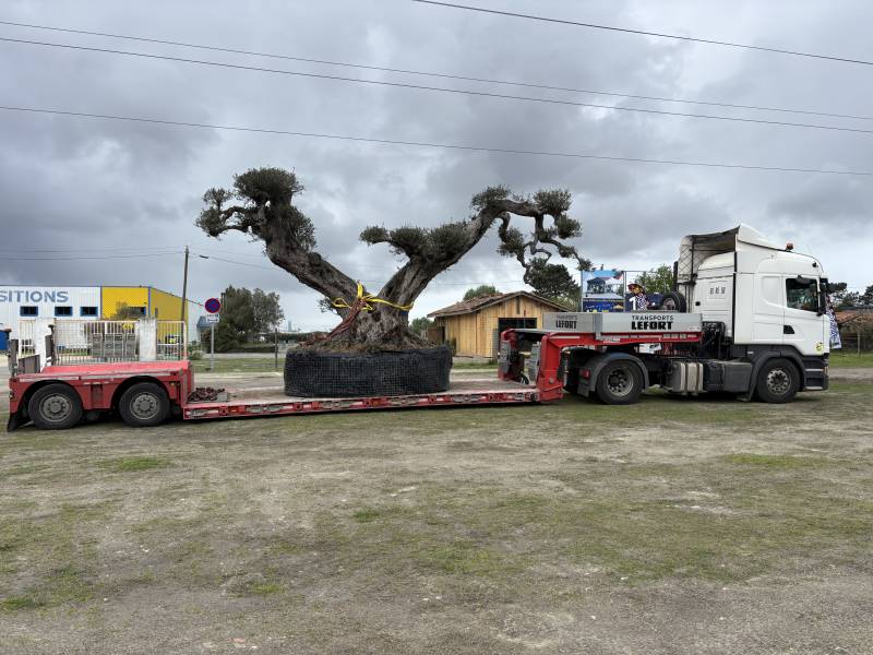 Transport d'un olivier de 11 tonnes et mise en place sur le Bassin d'Arcachon